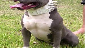 Kurdish Kangal Vs American Pitbull Terrier Dog 2014 Video Dailymotion