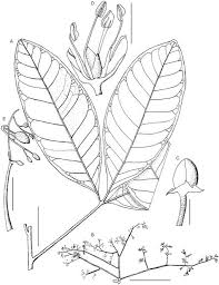 Image result for Vepris fanshawei