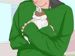 Can i bathe my cat with shampoo?. How To Bathe A Kitten With Pictures Wikihow