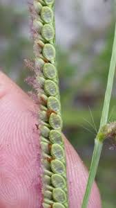 Image result for Paspalum plicatulum