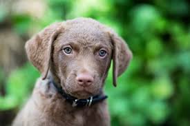 Chesapeake Bay Retriever