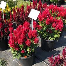 Image result for Celosia stuhlmanniana