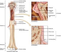 Long bones move against or articulate with other bones at. Pin On Medical