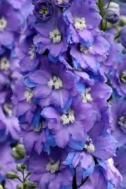 Check spelling or type a new query. Pin By Hell0 2 ì´ On Tat Delphinium Delphinium Flowers Morning Light