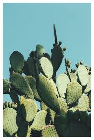 Replenish nutrients in soil through the season. How Long Can A Cactus Live Without Water Succulents Network ã‚µãƒœãƒ†ãƒ³ã‚¢ãƒ¼ãƒˆ ãŠã—ã‚ƒã‚Œãªå£ç´™èƒŒæ™¯ æ¤ç‰©ã‚¢ãƒ¼ãƒˆ