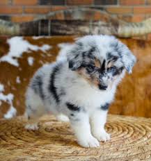 Australian shepherd for sale florida. Australian Shepherd Puppies For Sale Tampa Fl 347134 In 2021 Australian Shepherd Puppies Shepherd Puppies Shepherd Mix Puppies