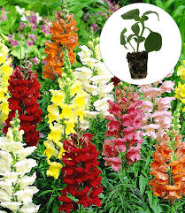 Das löwenmäulchen passt zu den bei der wildform der bekanntesten art, dem großen löwenmäulchen ( antirrhinum majus ), handelt es sich. Lowenmaulchen Sonnet F1 Mix 1a Qualitat Kaufen Baldur Garten
