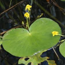 Image result for Nymphoides forbesiana