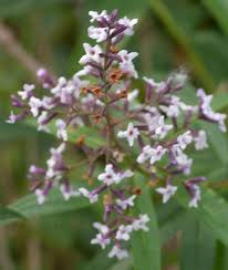 It is actually a tropical shrub that is native to argentina and chile. Mgkhkmdsyngymm