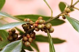 Image result for Vangueriopsis lanciflora