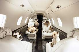 Save hundreds on flights anywhere in the world! Pet Friendly Charter Flights Private Jets For Dogs Cats And Other Pets