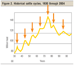 is the cattle cycle back beef magazine