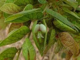 Image result for Flemingia strobilifera