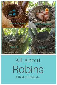 Birds With Their Nests Pictures Nothing Says Spring Has Arrived More Than Robins Building Their Nests And Laying Their Eggs In This Unit Study We Will E