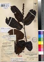 Image result for Bridelia brideliifolia