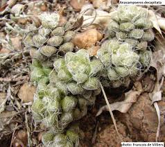 Image result for Anacampseros