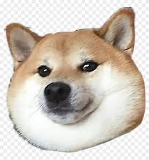 Doge is a slang term for dog that is primarily associated with pictures of shiba inus (nicknamed. Doge Doggo Shiba Shibainu Shibe Shober Thicc Doggo Shiba Clipart 1389681 Pikpng