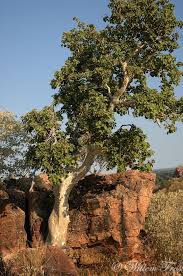 Image result for Ficus abutilifolia