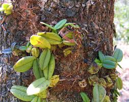 Image result for Bulbophyllum elliotii