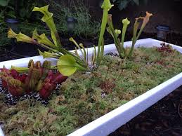 belfast sink bog garden bog gardens