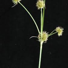 Image result for Rhynchospora holoschoenoides