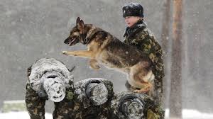 Though no fatalities have been reported in the floods, they have damaged several hundred homes, morrison said. Hunde Als Soldaten Bei Der Armee Welt