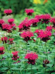 Monarda Raspberry Wine Bluestone Perennials Flowers Perennials Flower Pot Design Perennials