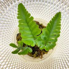 Image result for Hymenophyllum splendidum