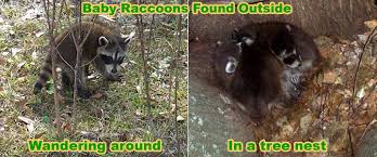 Raccoon Rehabilitator What To Do With A Baby Raccoon I Found