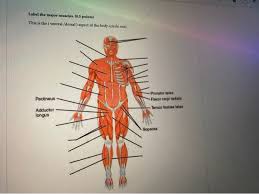 Thank you for visiting major muscles of the body diagram pictures. Label The Major Muscles 0 5 Points This Is The Chegg Com