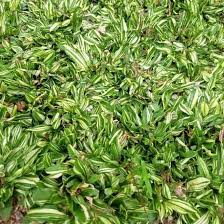 Pusat rumput taman jawa timur sedia : Promo Jual Rumput Gajah Mini Varigata Gajah Mini Putih Shopee Indonesia