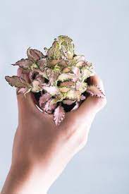 House Plants B Amp Q Houseplants Nerve Plant Indoor Plants Low Light Houseplants Low Light
