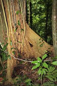 Image result for Alangium chinense