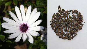 Image result for Dimorphotheca