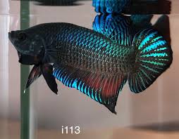 The 3rd one is indo fighter ( super bagan ). Betta Plakat Import Male Super Viet Fighter I113 Big Game Betta Aquarium Betta Betta Fish