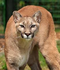 Cougar mountain lion animal panther predator cat feline. Hd Wallpaper Cougar Animal Close Up Elegant Feline Mountain Lion Puma Concolor Wallpaper Flare