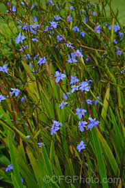 Image result for Aristea ecklonii