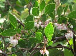 Maybe you would like to learn more about one of these? Ten Easy Native Plants For The Bay Area