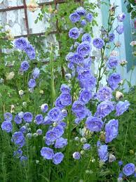 9 Perennial Plants For Early Spring Flowers Campanula Persicifolia La Belle Double Peach Leafed Early Spring Flowers Spring Garden Flowers Perennial Plants