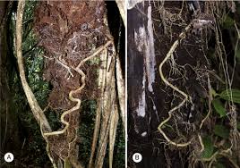 Image result for Pseudo Agrostistachys