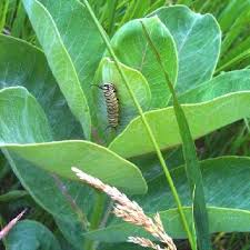 Common Milkweed Asclepias Syriaca And Monarch Caterpillar This Beauty Was Spotted At Sleeping Bear Dunes Na Monarch Caterpillar Asclepias Sleeping Bear Dunes