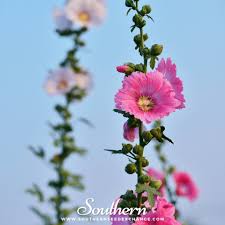 Image result for Alcea rosea `Appleblossom`
