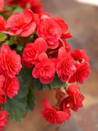 Tuberous Begonia Has Colorful Petal Packed Blossoms That Look Like Mini Roses Tuberous Begonia Bonsai Flower Flowers