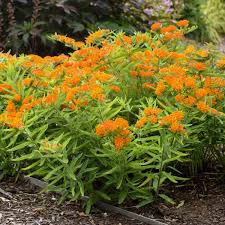 Image result for Asclepias foliosa