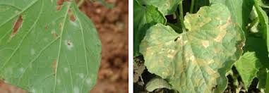 Disease and pest management in the home orchard fruit trees have been grown in home orchards for centuries. Cucurbitaceous Vegetable Diseases Vikaspedia
