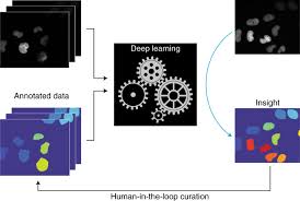Deep learning allows computational models of multiple processing layers to learn and represent data with multiple levels of abstraction mimicking how the brain perceives and the surge of deep learning over the last years is to a great extent due to the strides it has enabled in the field of computer vision. Deep Learning For Cellular Image Analysis Nature Methods