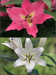 With flowers of lavender, pink, or white, and yellow disc centres, these guys bring a simple charm to gardens. Buy Lilies Pink And White Scented Lily Bulb Collection Pack Of 10 Bulbs Gold Medal Winning Harts Nursery