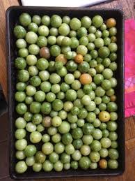 Roasted Green Tomatoes Green Cherry Tomatoes Recipe Green Tomatoes Green Tomato Recipes