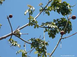 Image result for pachira obrázek