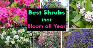 Reduto.com has been visited by 100k+ users in the past month Best Shrubs That Bloom All Year Plants Garden Shrubs Flowering Bushes
